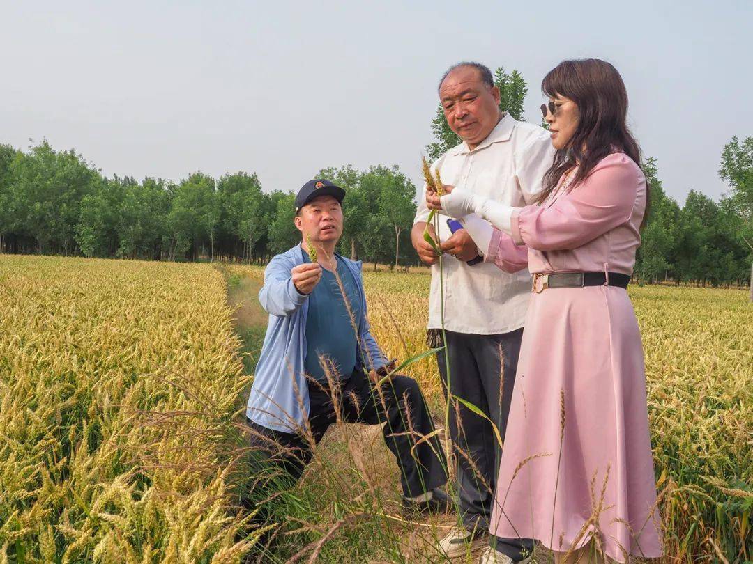【人文纪实】津门网王忠谋：“麦痴”张国英