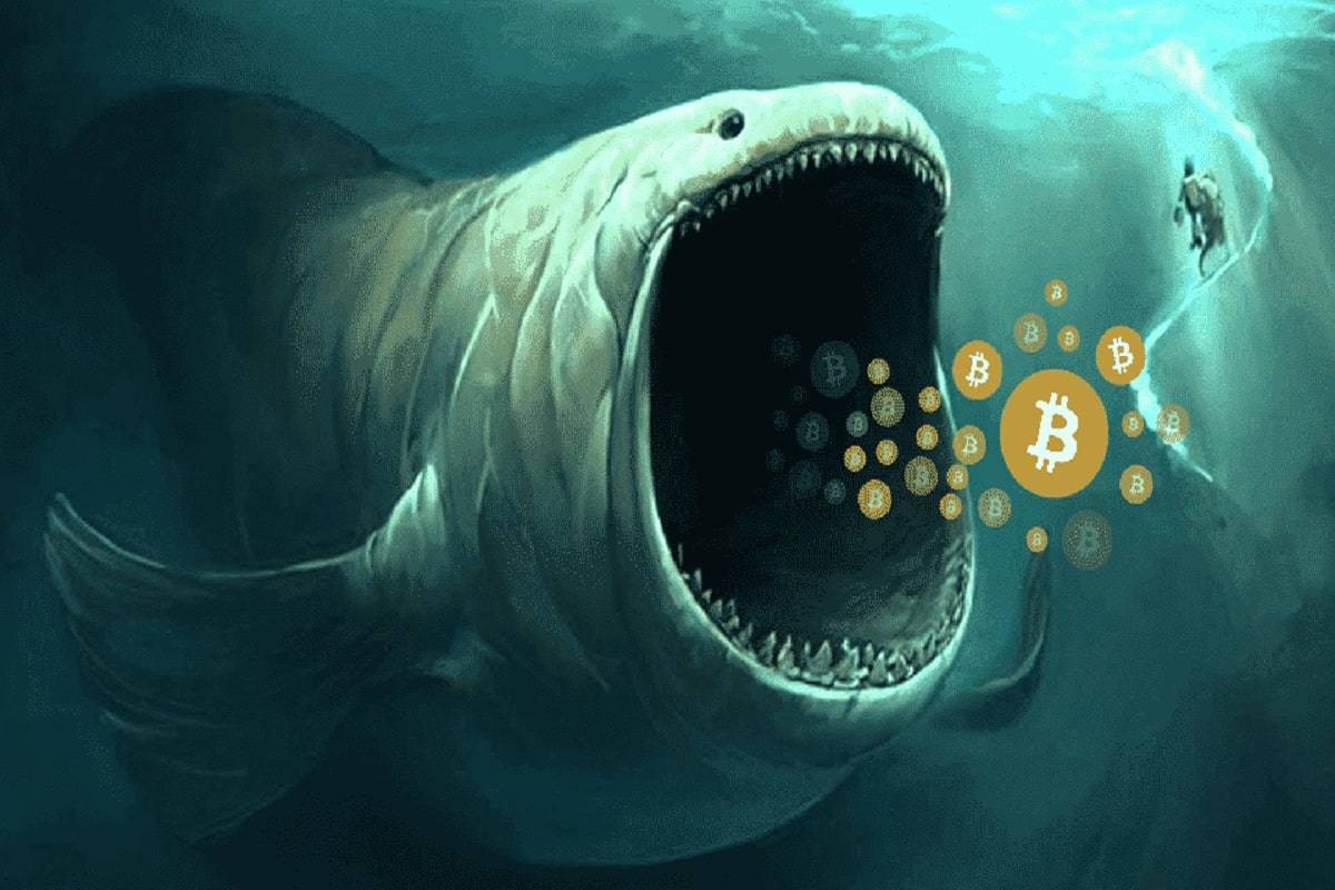 BTC鲸鱼增持是否导致比特币价格飙升<strong></p>
<p>kin币价格</strong>？