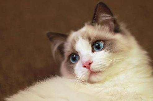 养了只布偶猫<strong></p>
<p>猫币</strong>，三个月后它带来了满床的人民币，主人笑疯了！