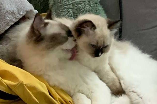 养了只布偶猫<strong></p>
<p>猫币</strong>，三个月后它带来了满床的人民币，主人笑疯了！