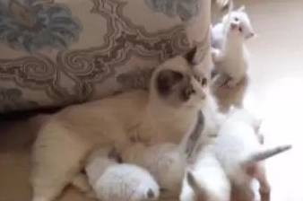 养了只布偶猫<strong></p>
<p>猫币</strong>，三个月后它带来了满床的人民币，主人笑疯了！