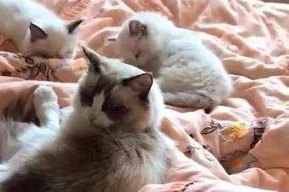 养了只布偶猫<strong></p>
<p>猫币</strong>，三个月后它带来了满床的人民币，主人笑疯了！
