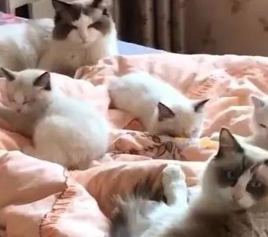 养了只布偶猫<strong></p>
<p>猫币</strong>，三个月后它带来了满床的人民币，主人笑疯了！