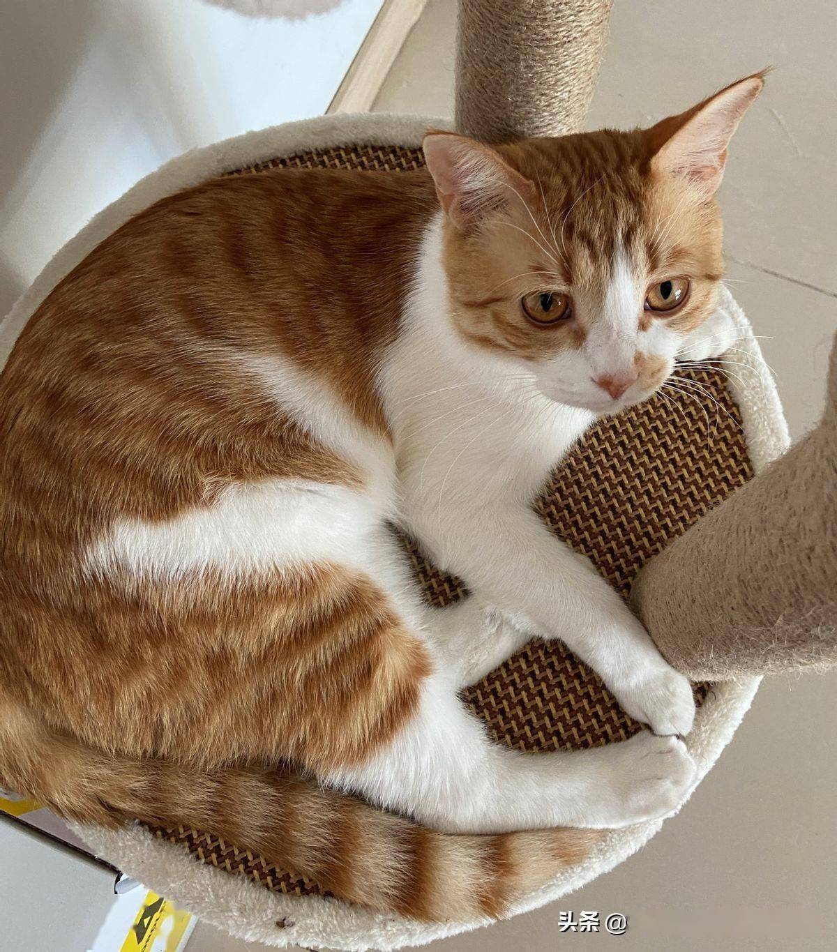 猫：照猫画猫<strong></p>
<p>猫币</strong>，看看画得像吗？