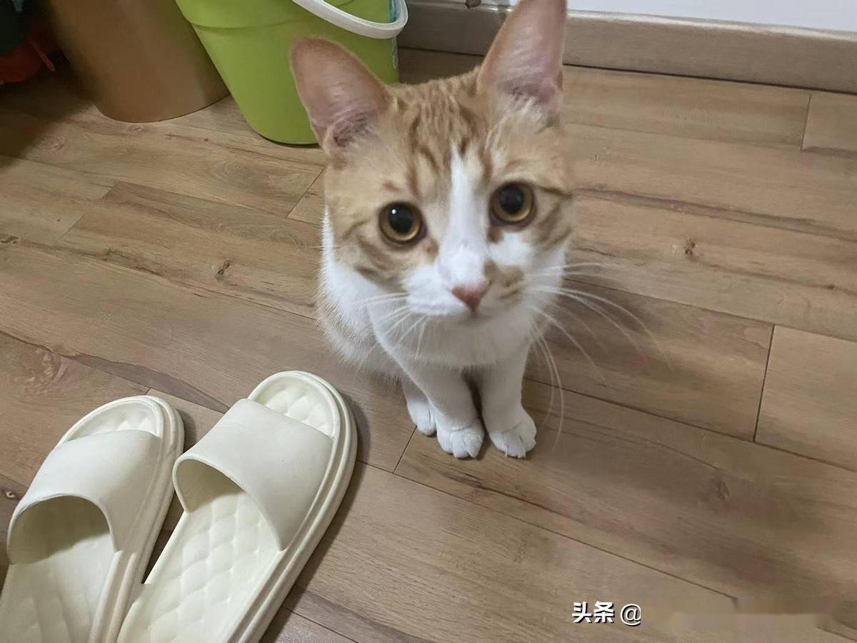 猫：照猫画猫<strong></p>
<p>猫币</strong>，看看画得像吗？