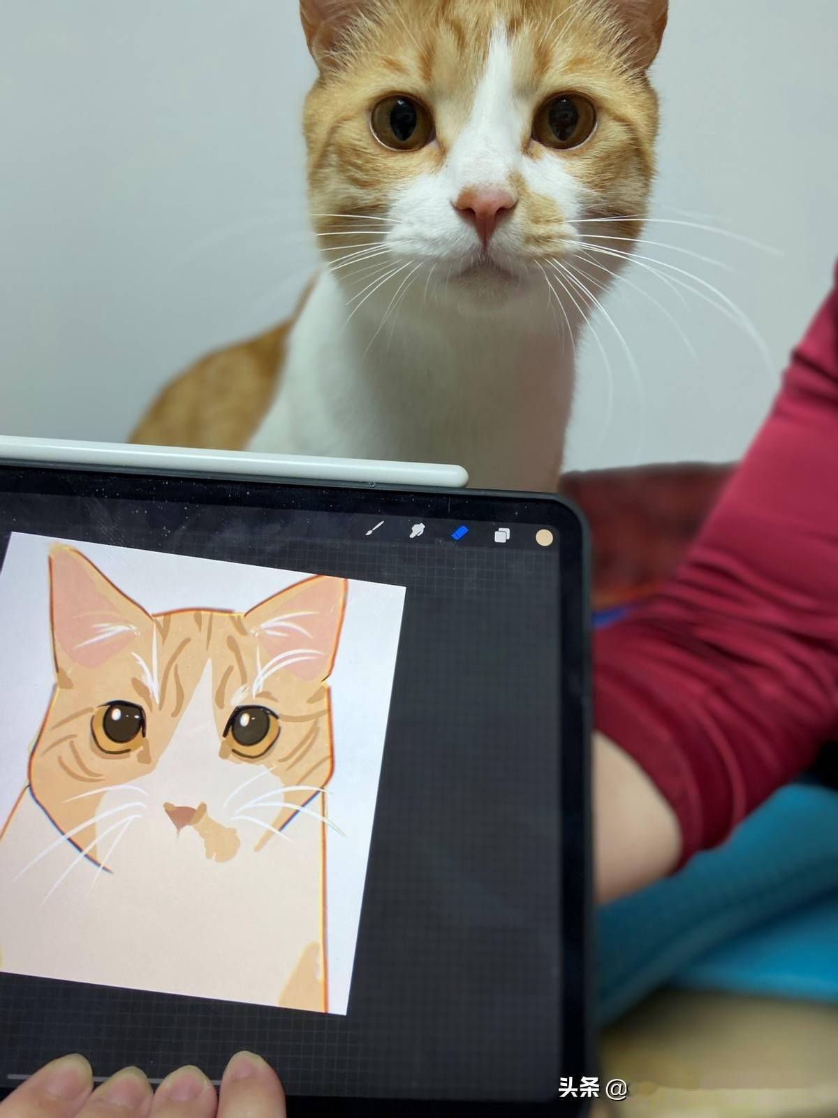 猫：照猫画猫<strong></p>
<p>猫币</strong>，看看画得像吗？