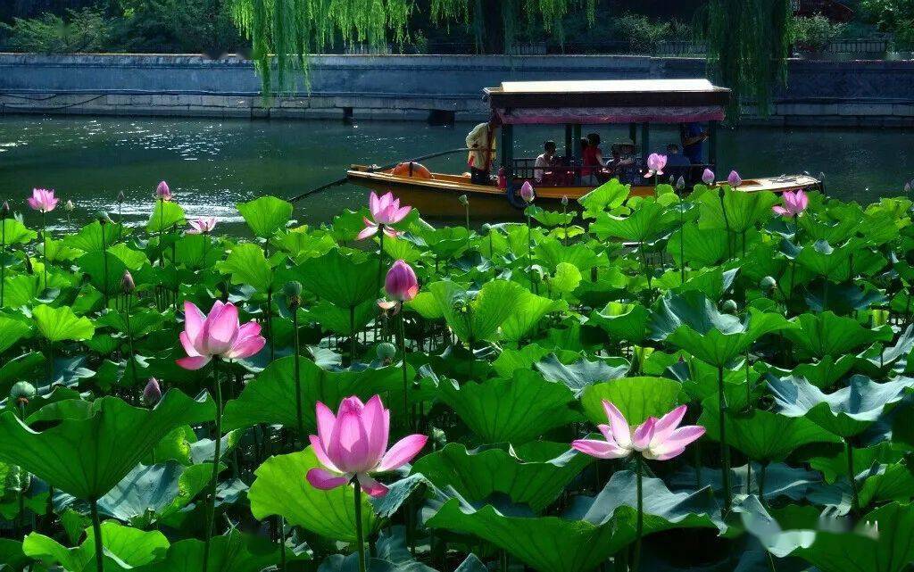 北海赏荷