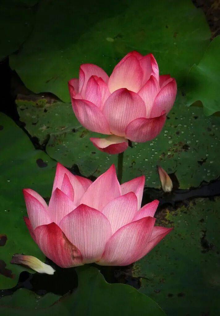 北海赏荷