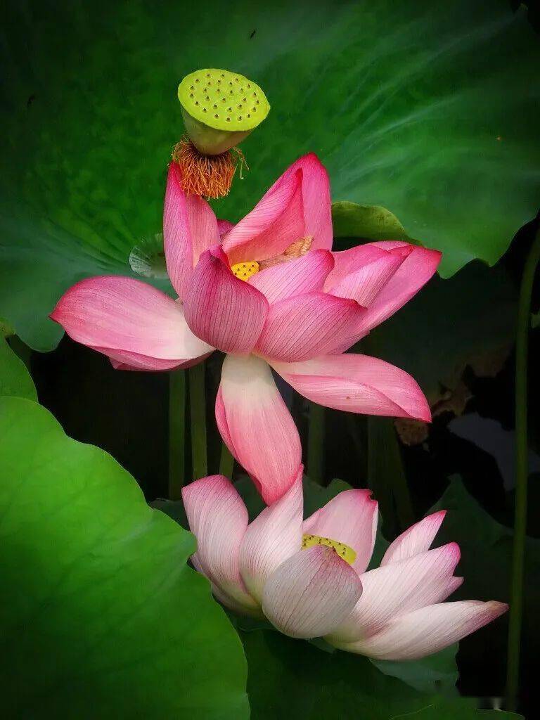 北海赏荷