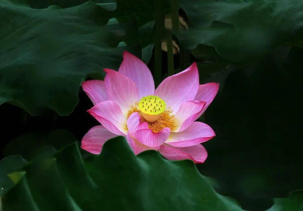 北海赏荷