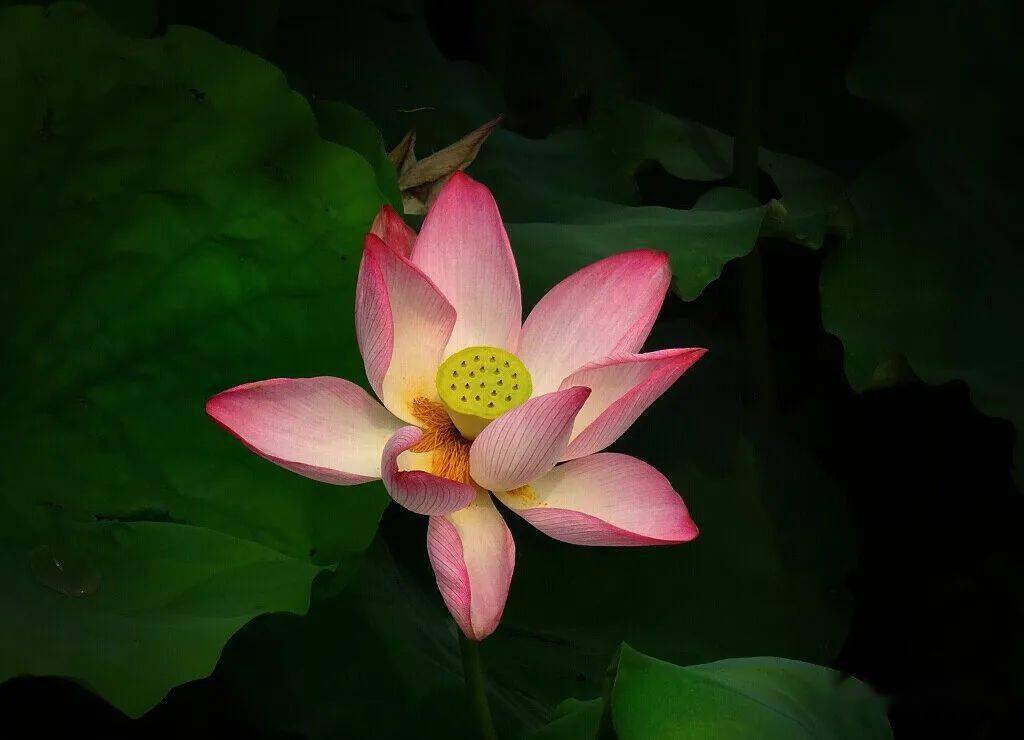 北海赏荷