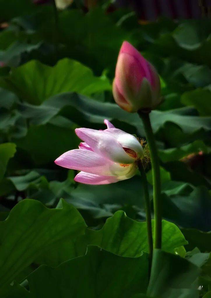 北海赏荷