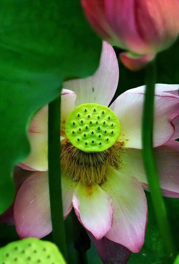 北海赏荷