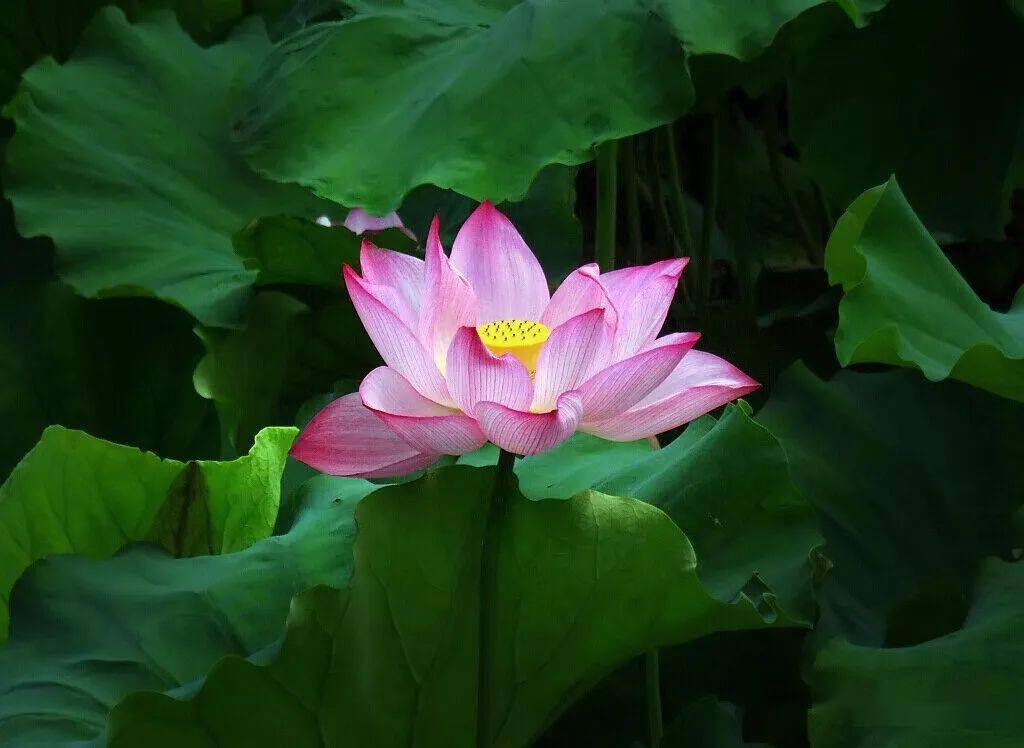 北海赏荷