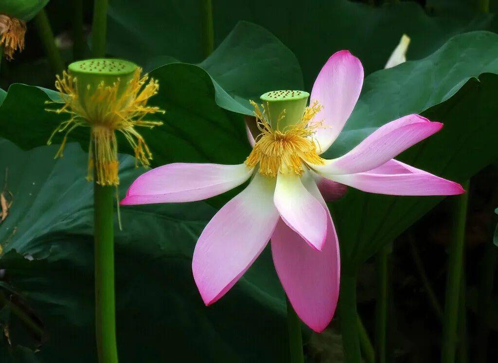 北海赏荷