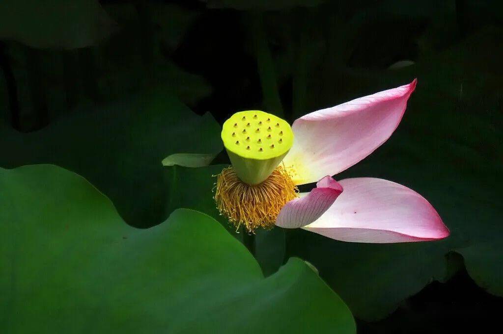北海赏荷
