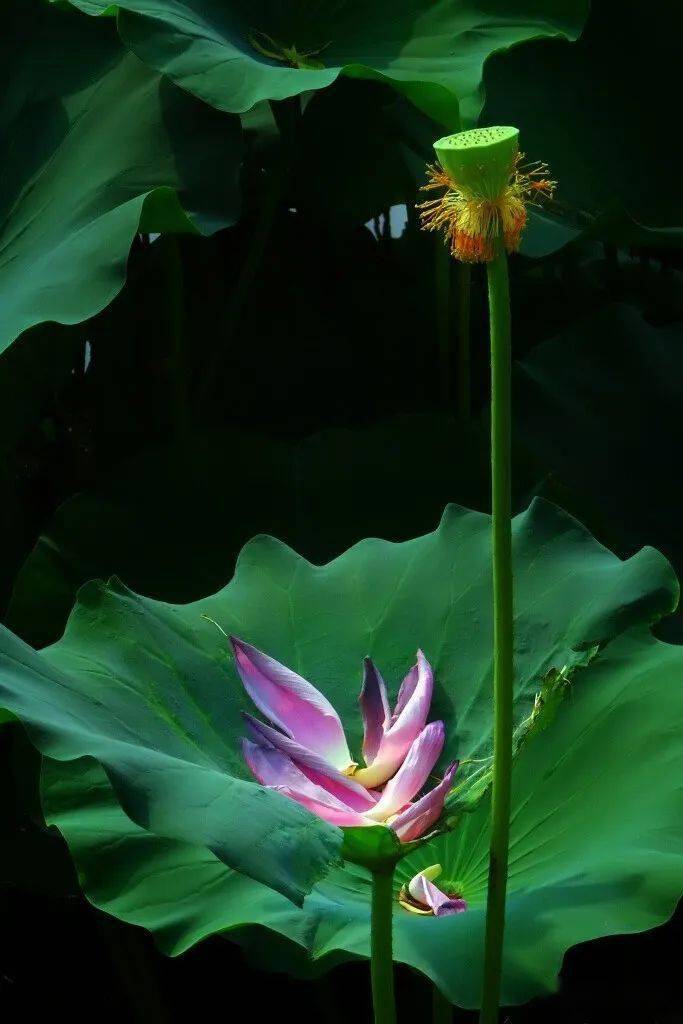 北海赏荷