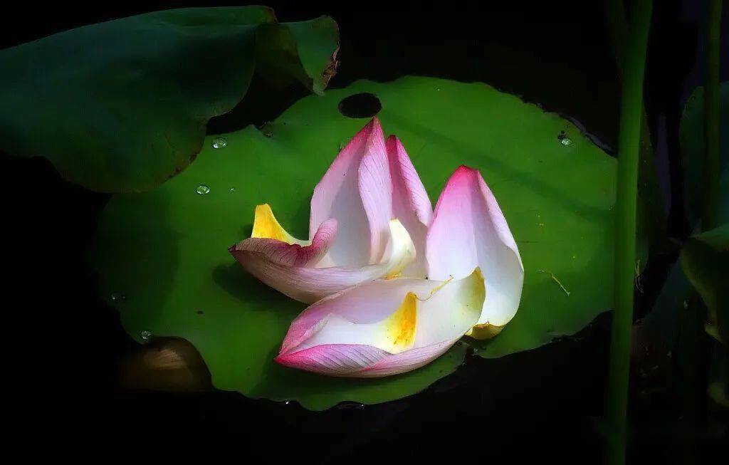 北海赏荷