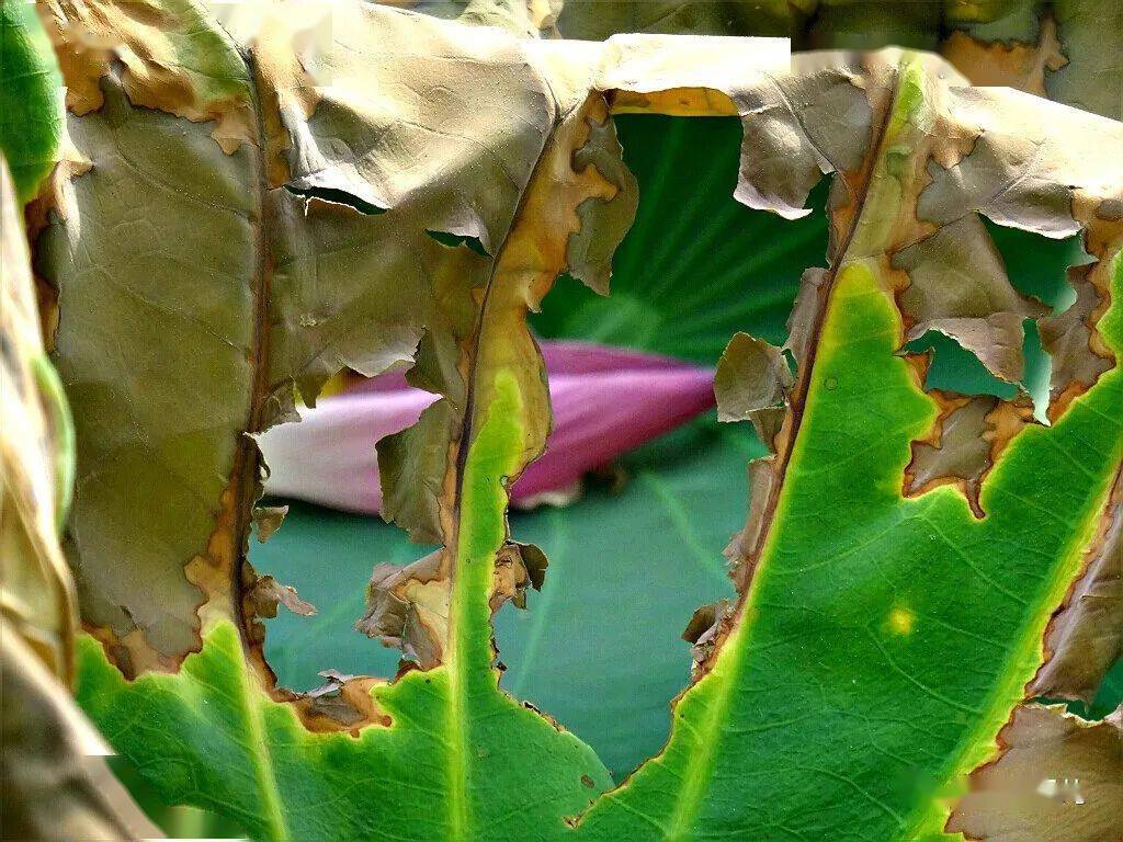 北海赏荷