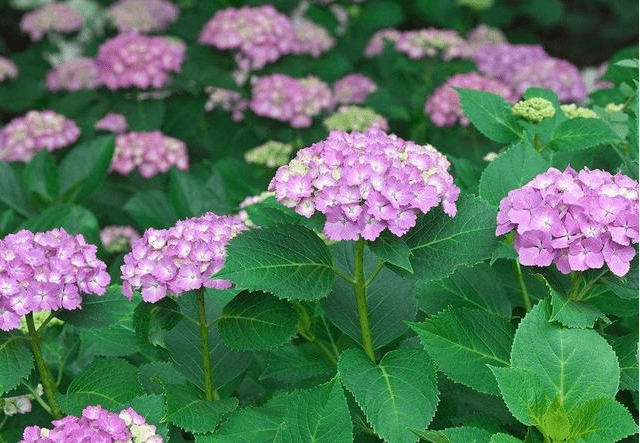 年前贵人登高<strong></p>
<p>币圈暴富</strong>，好事难免，暴富、暴富、暴富的3生肖