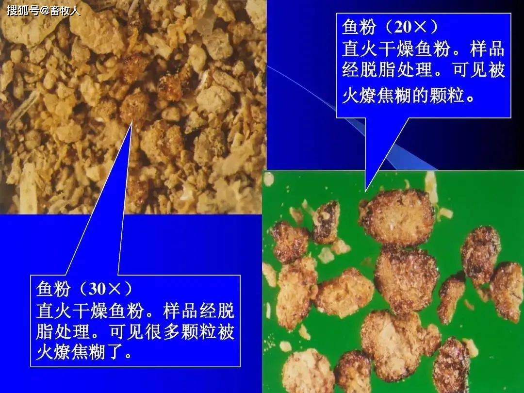 鱼粉掺假的镜检鉴别与化学鉴别(掺假菜籽粕、棉籽粕与稻壳粉等掺假鉴别）