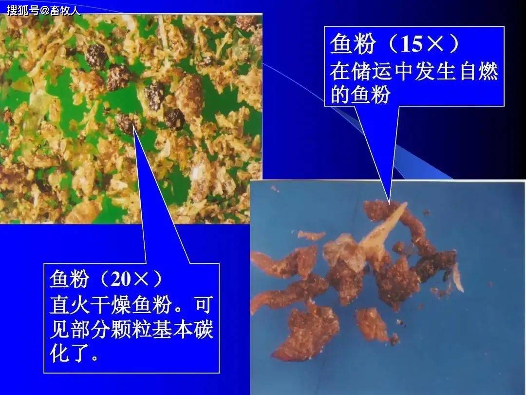 鱼粉掺假的镜检鉴别与化学鉴别(掺假菜籽粕、棉籽粕与稻壳粉等掺假鉴别）