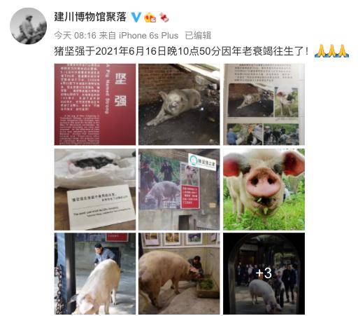 “猪坚强”是一个什么符号<strong></p>
<p>法币符号</strong>？