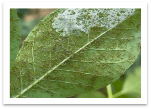 全面行动起来 剪除美国白蛾网幕倡议书