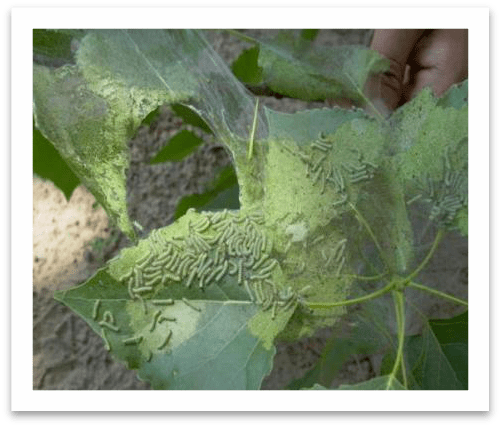 全面行动起来 剪除美国白蛾网幕倡议书