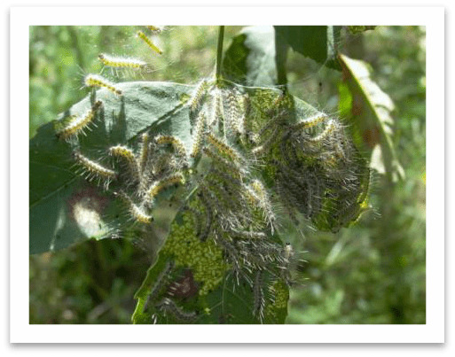 全面行动起来 剪除美国白蛾网幕倡议书