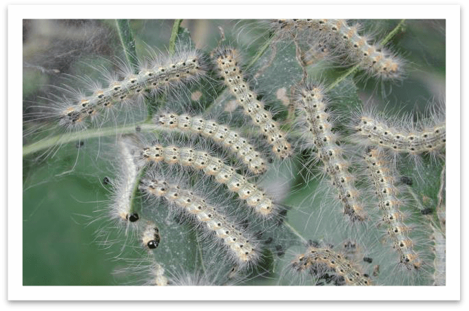 全面行动起来 剪除美国白蛾网幕倡议书