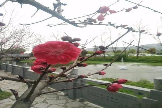 杜丽娘和哈姆雷特