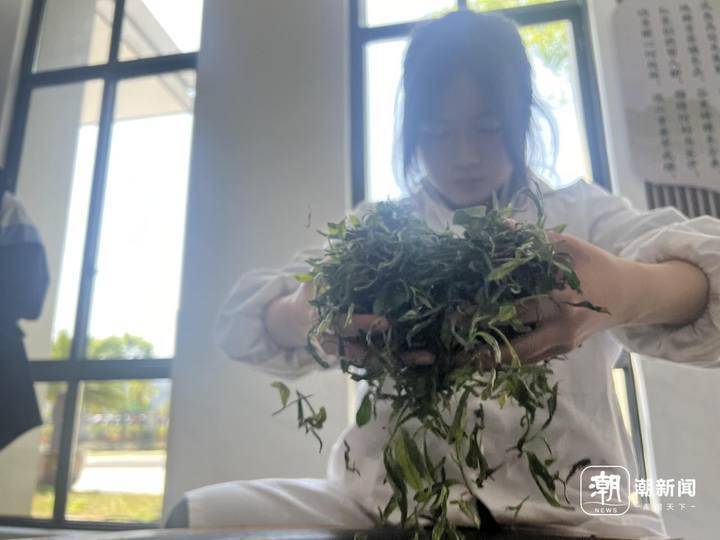 开化县炒茶大赛高三女生夺冠<strong></p>
<p>炒币大赛</strong>，凭茶技将免试上大学