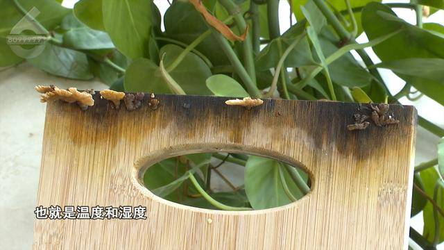 “可以蒸蛋”！昆明一女子家中搓衣板上长菌<strong></p>
<p>交易客户端</strong>，品种竟是……