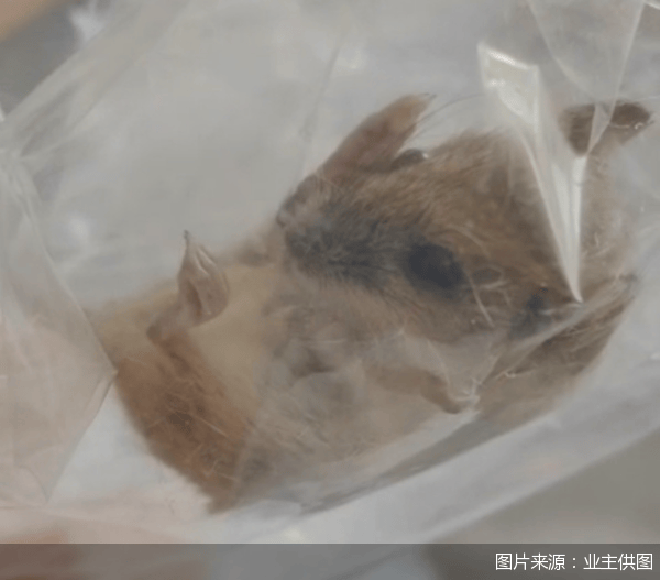 老鼠乱窜、直饮水发黄<strong></p>
<p>德行币网</strong>，北京业主千万元买的和锦诚园居然是这样