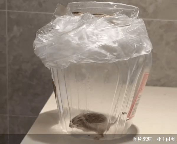 老鼠乱窜、直饮水发黄<strong></p>
<p>德行币网</strong>，北京业主千万元买的和锦诚园居然是这样