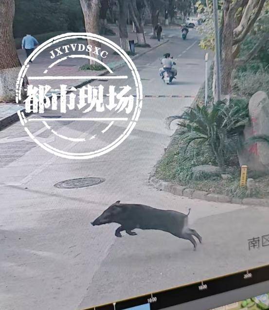 江西一高校惊现野猪<strong></p>
<p>千倍币</strong>，最后在食堂被成功抓获