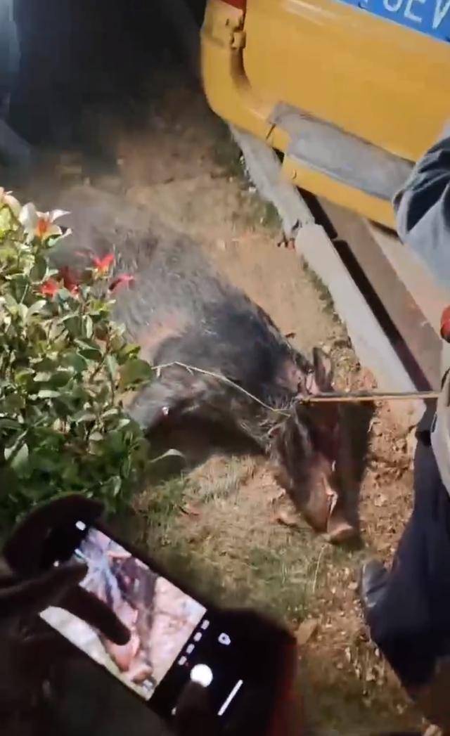 江西一高校惊现野猪<strong></p>
<p>千倍币</strong>，最后在食堂被成功抓获