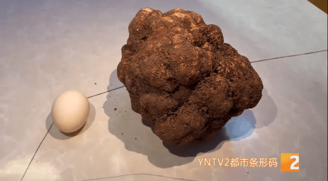 昆明一村民挖到1.7公斤超大松露<strong></p>
<p>现在币哪里交易</strong>！“看都看不够”