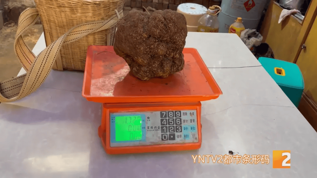 昆明一村民挖到1.7公斤超大松露<strong></p>
<p>现在币哪里交易</strong>！“看都看不够”