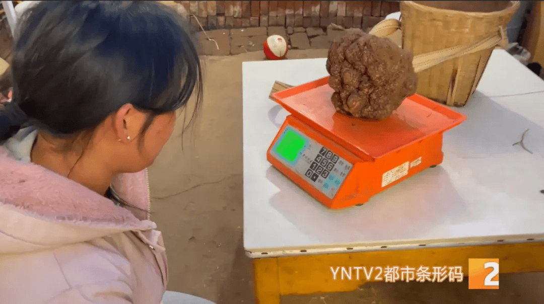 昆明一村民挖到1.7公斤超大松露<strong></p>
<p>现在币哪里交易</strong>！“看都看不够”