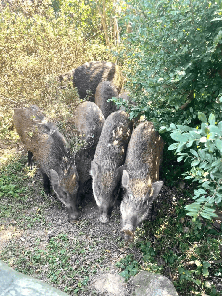 深圳梧桐山网红野猪下崽？市民拍到“一家人整整齐齐”<strong></p>
<p>趣币钻石</strong>，管理处：天天都有人投喂