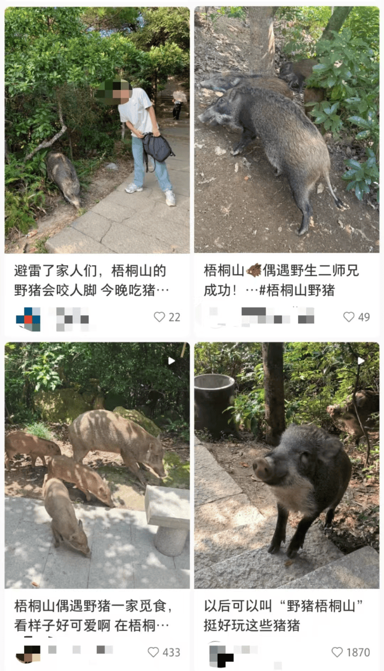 深圳梧桐山网红野猪下崽？市民拍到“一家人整整齐齐”<strong></p>
<p>趣币钻石</strong>，管理处：天天都有人投喂