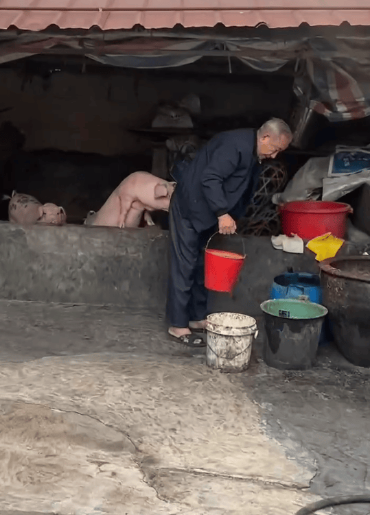 潮汕一孙女怕78岁爷爷无聊给他买了两头猪：猪被养得干净粉嫩<strong></p>
<p>币圈冷风</strong>，享受和孙女一样的待遇
