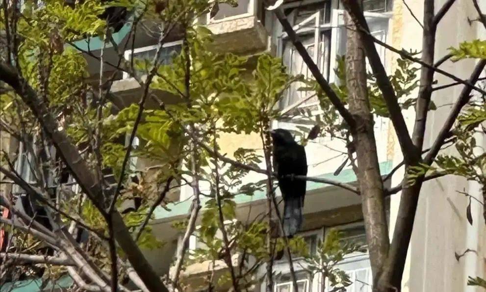 “周末想睡个懒觉都不行”<strong></p>
<p>三元福币</strong>，有多少深圳人被这种鸟吵到神经衰弱