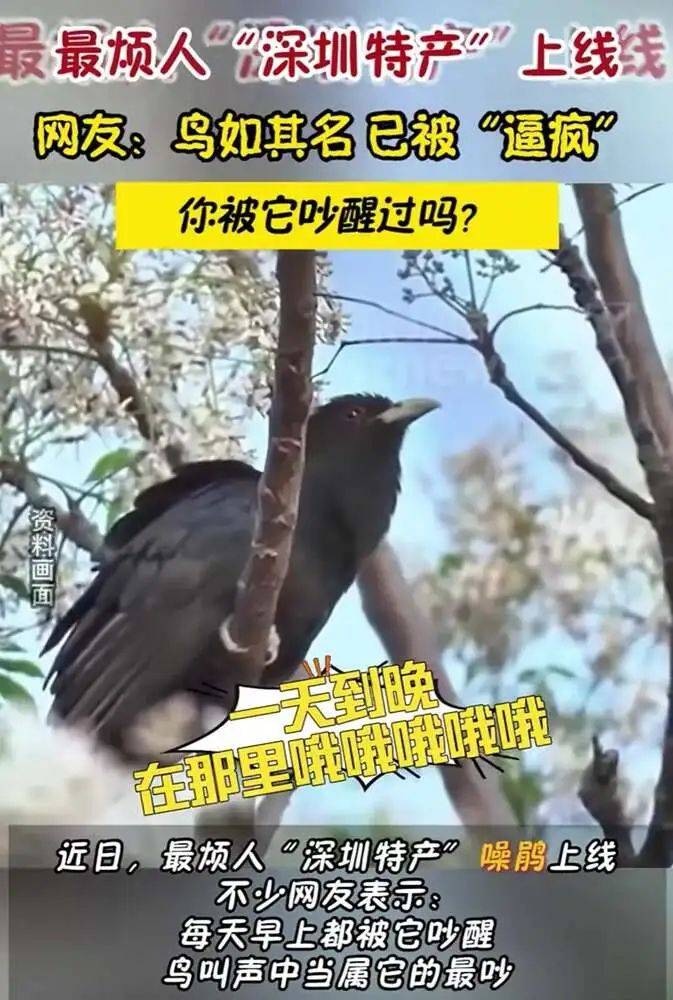 “周末想睡个懒觉都不行”<strong></p>
<p>三元福币</strong>，有多少深圳人被这种鸟吵到神经衰弱