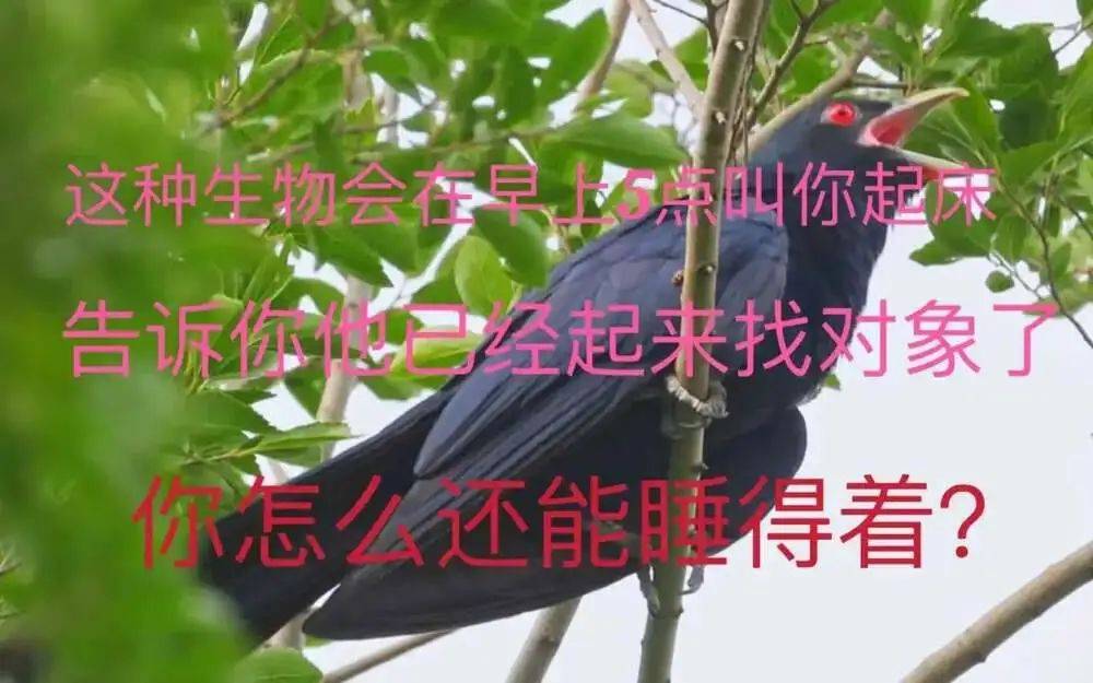 “周末想睡个懒觉都不行”<strong></p>
<p>三元福币</strong>，有多少深圳人被这种鸟吵到神经衰弱