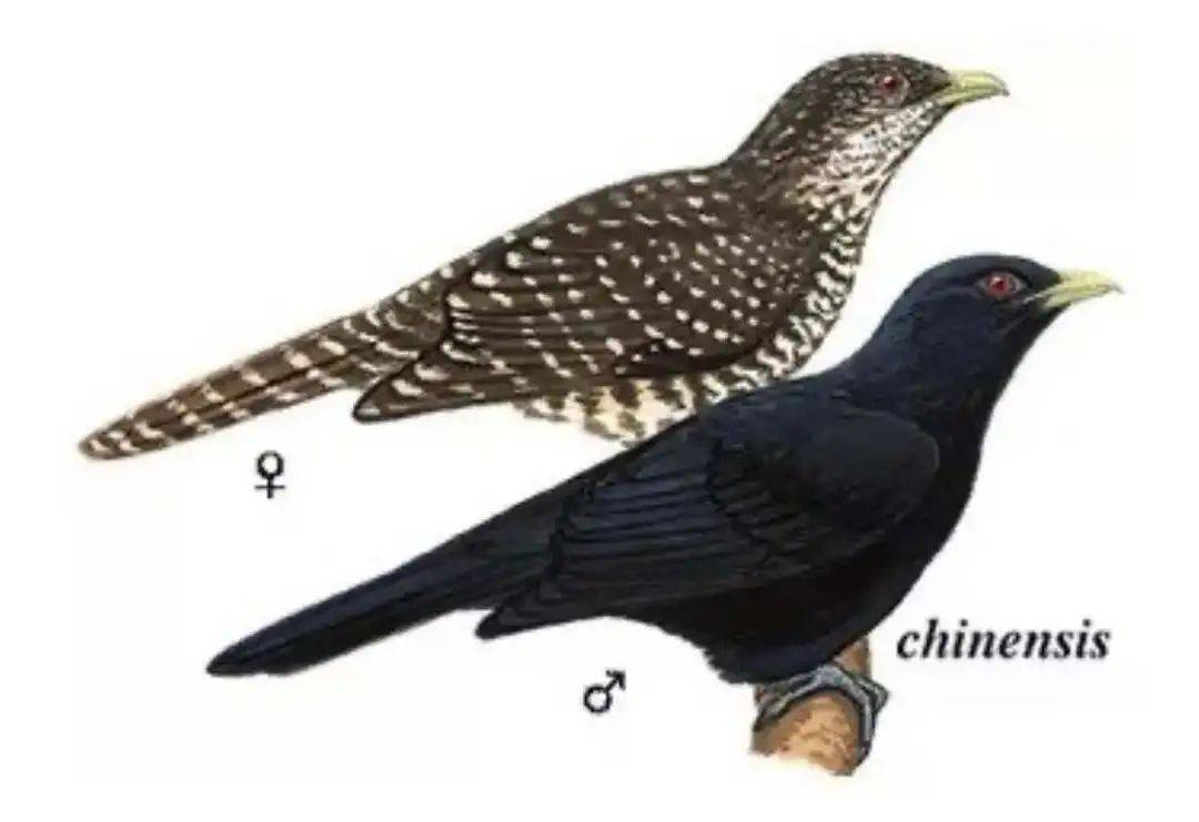 “周末想睡个懒觉都不行”<strong></p>
<p>三元福币</strong>，有多少深圳人被这种鸟吵到神经衰弱