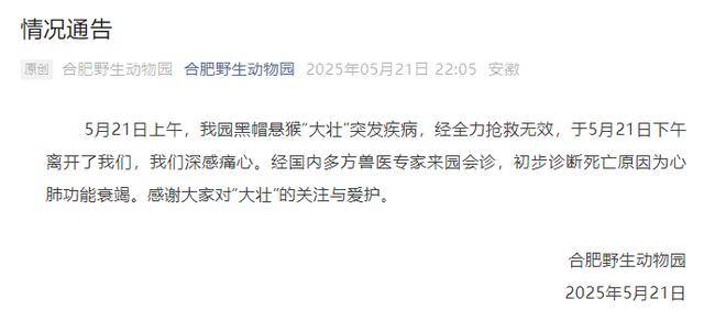 网红猴“大壮”突然离世<strong></p>
<p>币子</strong>！曾因方脸“丑”出圈