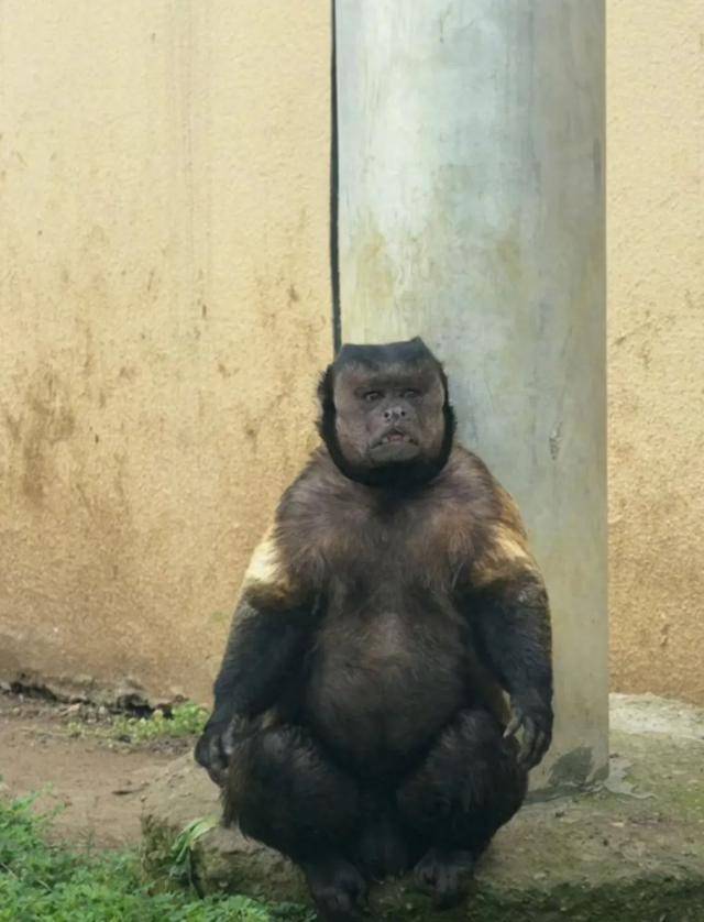 网红猴“大壮”突然离世<strong></p>
<p>币子</strong>！曾因方脸“丑”出圈